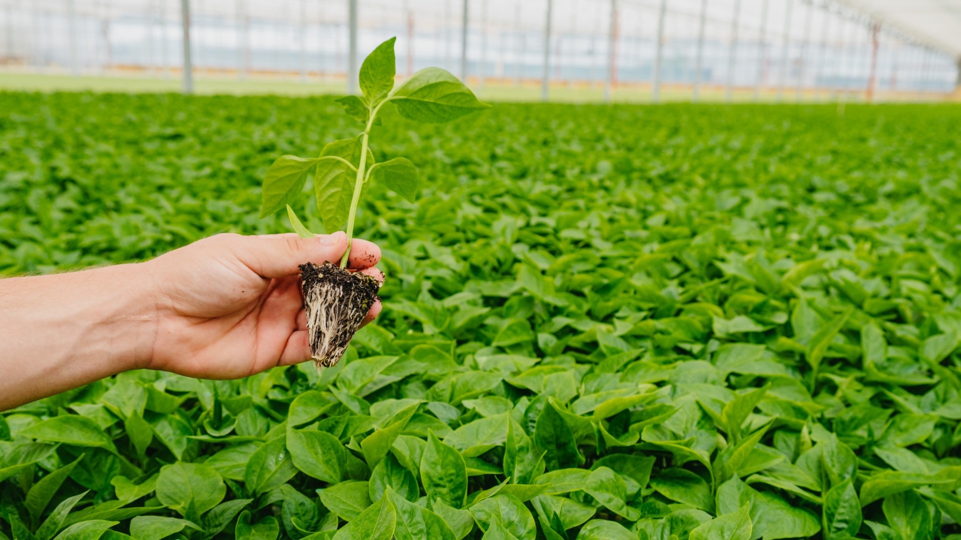 Novagric-5|Novagric-3|Novagric-2